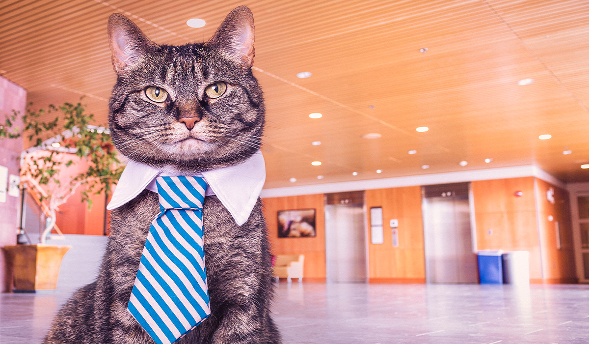 Business cat