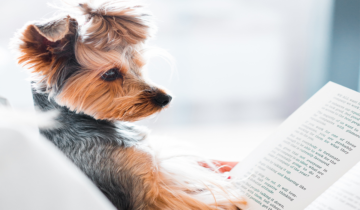 Dog reading a book