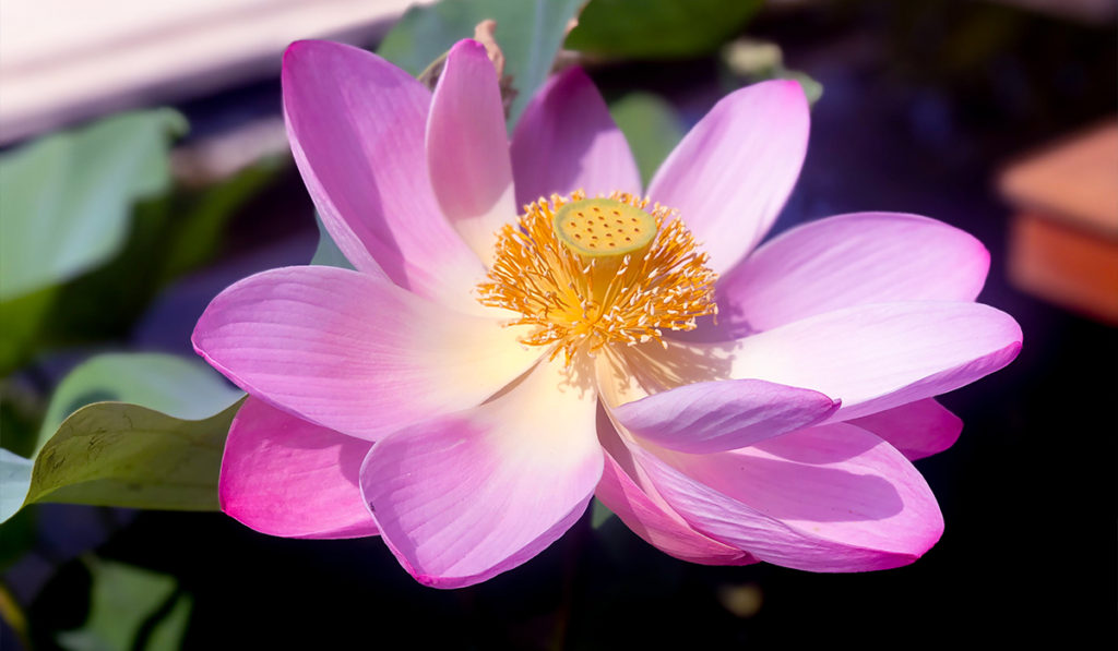Lotus flower in Bali