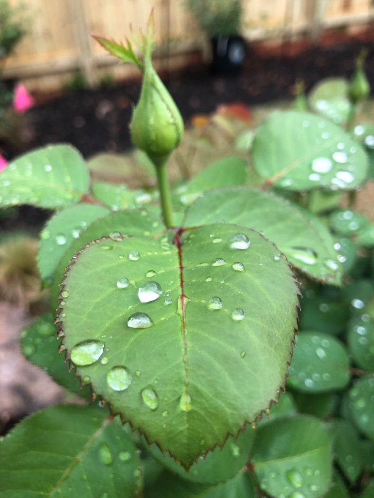 Ebb and flow of nature